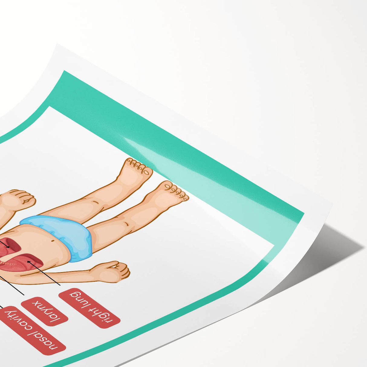 STEM Learning Wall Art - Respiratory System Educational Chart