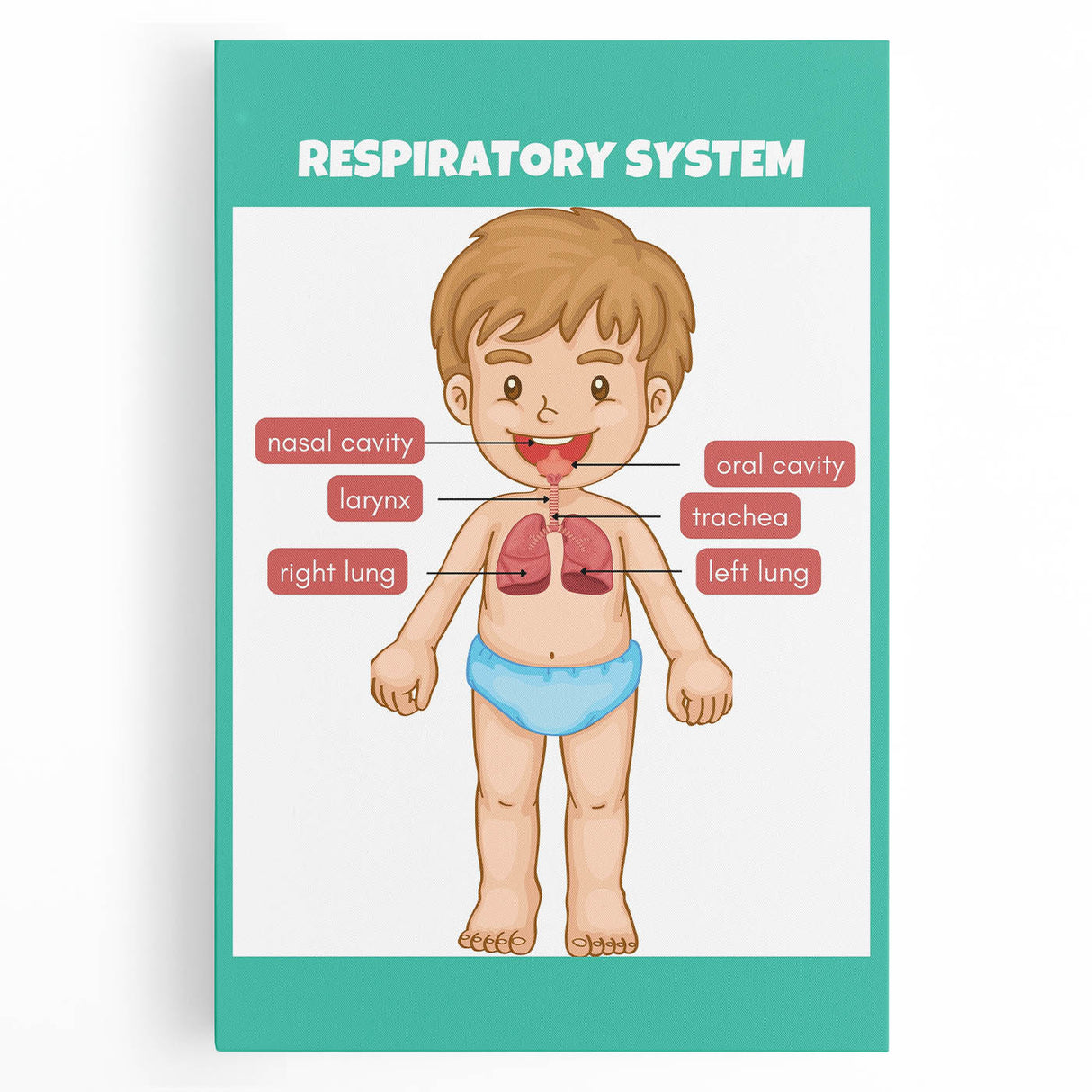 STEM Learning Wall Art - Respiratory System Educational Chart