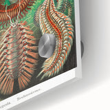 Modern Wall Art: Chaetopoda - Intricate Marine Life Illustration