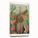 Modern Wall Art: Chaetopoda - Intricate Marine Life Illustration