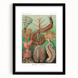 Modern Wall Art: Chaetopoda - Intricate Marine Life Illustration