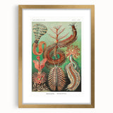 Modern Wall Art: Chaetopoda - Intricate Marine Life Illustration