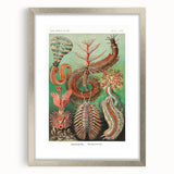 Modern Wall Art: Chaetopoda - Intricate Marine Life Illustration