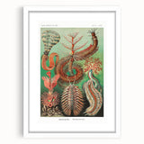 Modern Wall Art: Chaetopoda - Intricate Marine Life Illustration