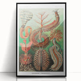 Modern Wall Art: Chaetopoda - Intricate Marine Life Illustration