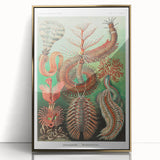 Modern Wall Art: Chaetopoda - Intricate Marine Life Illustration
