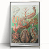 Modern Wall Art: Chaetopoda - Intricate Marine Life Illustration