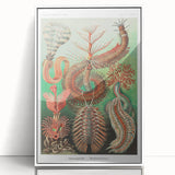 Modern Wall Art: Chaetopoda - Intricate Marine Life Illustration