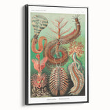 Modern Wall Art: Chaetopoda - Intricate Marine Life Illustration
