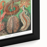 Modern Wall Art: Chaetopoda - Intricate Marine Life Illustration