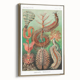 Modern Wall Art: Chaetopoda - Intricate Marine Life Illustration