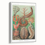 Modern Wall Art: Chaetopoda - Intricate Marine Life Illustration