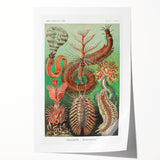 Modern Wall Art: Chaetopoda - Intricate Marine Life Illustration