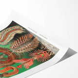 Modern Wall Art: Chaetopoda - Intricate Marine Life Illustration