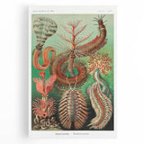 Modern Wall Art: Chaetopoda - Intricate Marine Life Illustration
