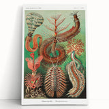 Modern Wall Art: Chaetopoda - Intricate Marine Life Illustration