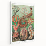 Modern Wall Art: Chaetopoda - Intricate Marine Life Illustration