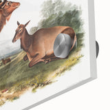 Romantic Art Prints: American Elk - Historic Wildlife Illustration