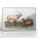 Romantic Art Prints: American Elk - Historic Wildlife Illustration