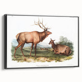 Romantic Art Prints: American Elk - Historic Wildlife Illustration