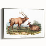 Romantic Art Prints: American Elk - Historic Wildlife Illustration