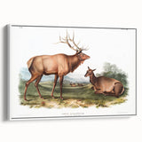 Romantic Art Prints: American Elk - Historic Wildlife Illustration