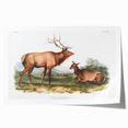 Romantic Art Prints: American Elk - Historic Wildlife Illustration