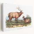 Romantic Art Prints: American Elk - Historic Wildlife Illustration