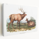 Romantic Art Prints: American Elk - Historic Wildlife Illustration