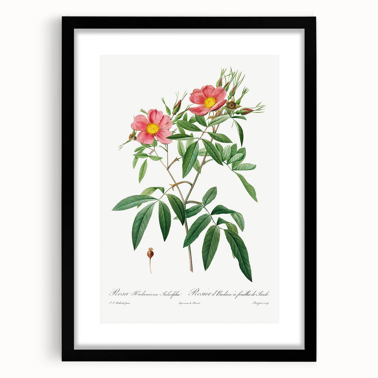Neoclassical 18th Century Pink Rose Art Print by Redouté