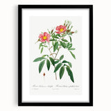 Neoclassical 18th Century Pink Rose Art Print by Redouté