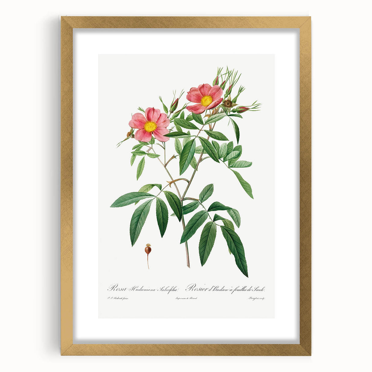 Neoclassical 18th Century Pink Rose Art Print by Redouté