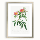 Neoclassical 18th Century Pink Rose Art Print by Redouté