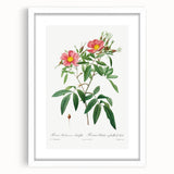 Neoclassical 18th Century Pink Rose Art Print by Redouté