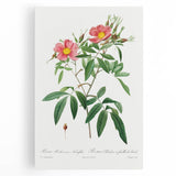 Neoclassical 18th Century Pink Rose Art Print by Redouté