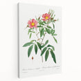 Neoclassical 18th Century Pink Rose Art Print by Redouté
