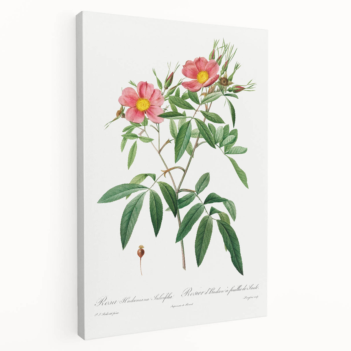 Neoclassical 18th Century Pink Rose Art Print by Redouté