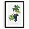Romanticism Art: Brachetto Grape Botanical Illustration Canvas Print