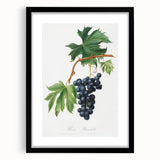 Romanticism Art: Brachetto Grape Botanical Illustration Canvas Print