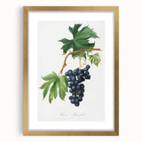 Romanticism Art: Brachetto Grape Botanical Illustration Canvas Print