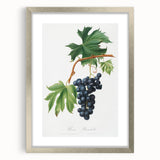 Romanticism Art: Brachetto Grape Botanical Illustration Canvas Print