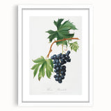Romanticism Art: Brachetto Grape Botanical Illustration Canvas Print