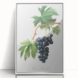 Romanticism Art: Brachetto Grape Botanical Illustration Canvas Print