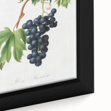 Romanticism Art: Brachetto Grape Botanical Illustration Canvas Print