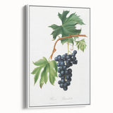 Romanticism Art: Brachetto Grape Botanical Illustration Canvas Print