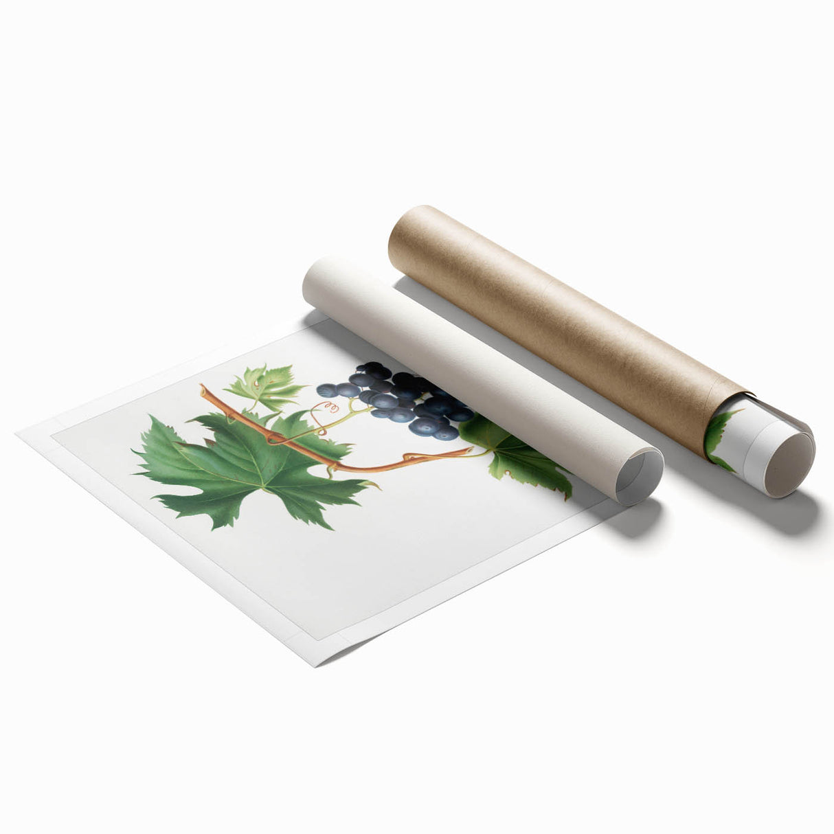 Romanticism Art: Brachetto Grape Botanical Illustration Canvas Print