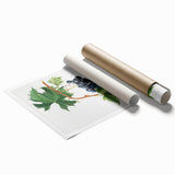 Romanticism Art: Brachetto Grape Botanical Illustration Canvas Print