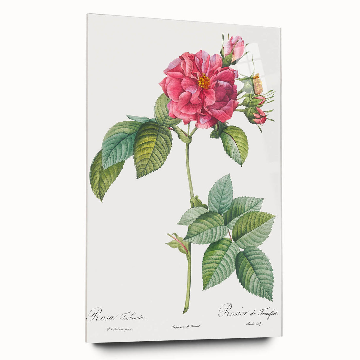 18th Century Classical Rose of Frankfurt Neoclassical Art Print