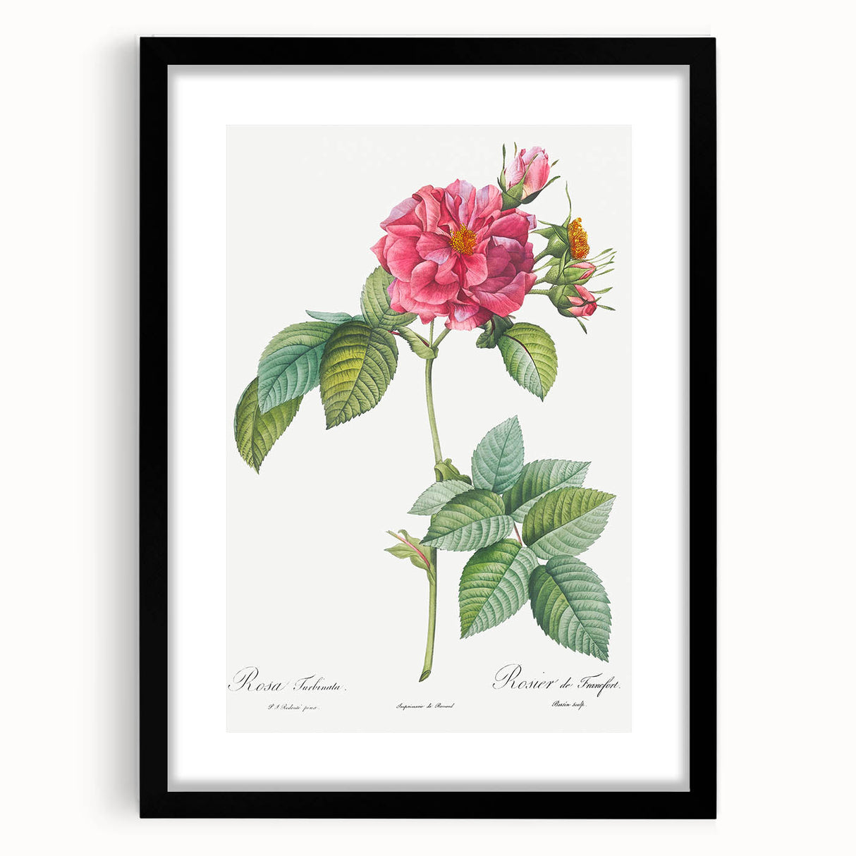 18th Century Classical Rose of Frankfurt Neoclassical Art Print