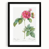 18th Century Classical Rose of Frankfurt Neoclassical Art Print